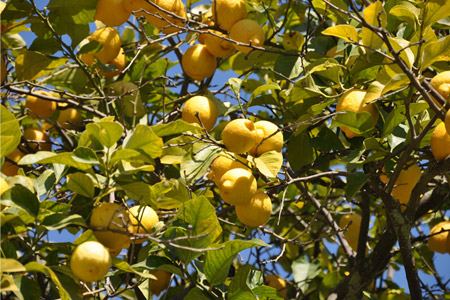 Limoni - Sicilia